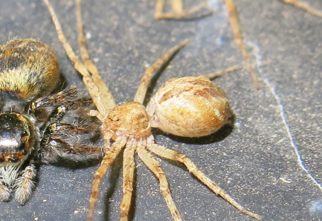 Philodromus sp. - Acquapendente (VT)