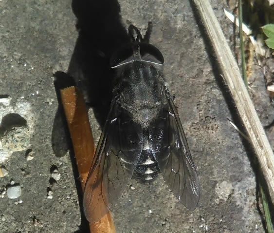 Tabanus da determinare: T. paradoxus femmina