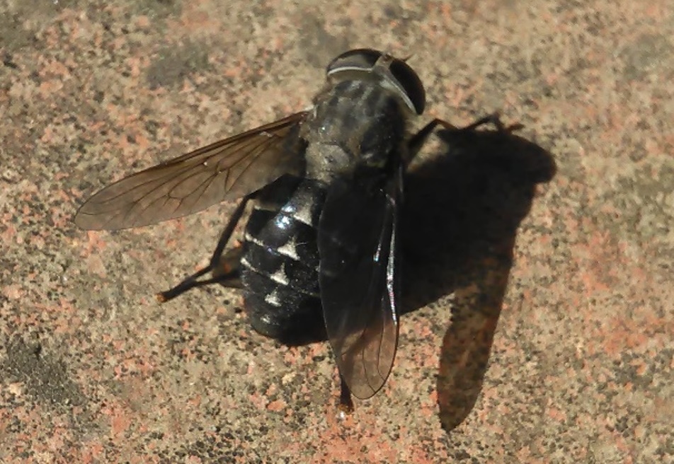 Tabanus da determinare: T. paradoxus femmina