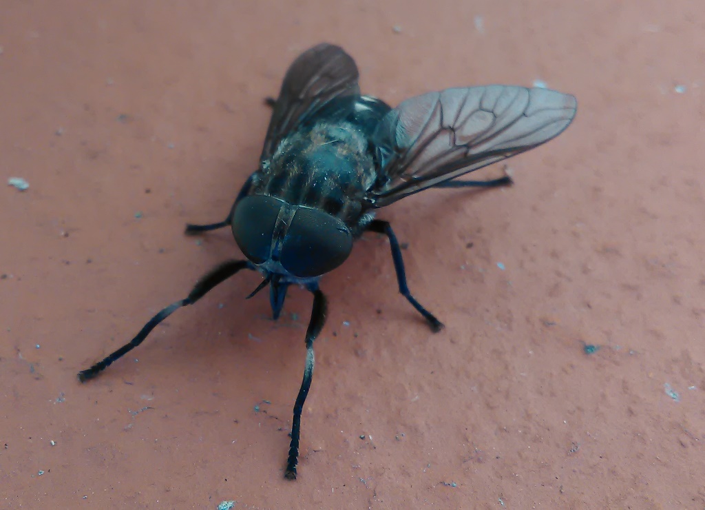 Tabanus da determinare: T. paradoxus femmina