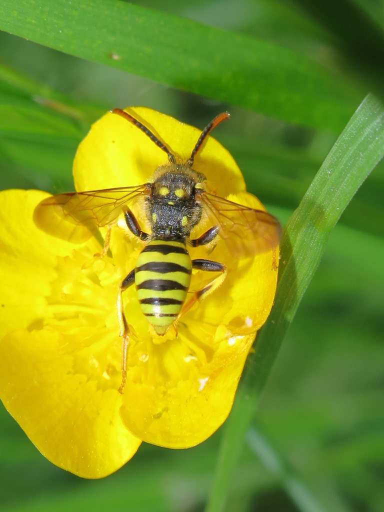 Apidae - Nomada succinta? ...quasi:  Nomada goodeniana , maschio