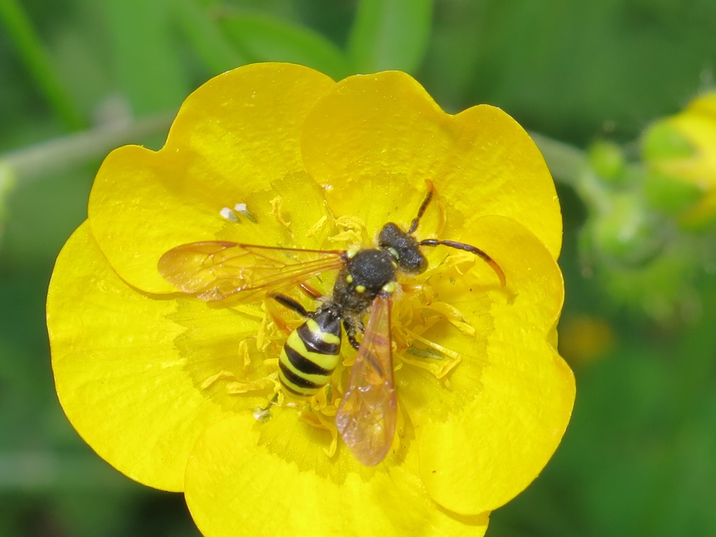 Apidae - Nomada succinta? ...quasi:  Nomada goodeniana , maschio