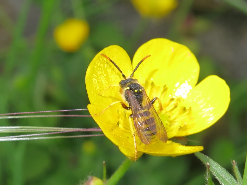 Apidae - Nomada succinta? ...quasi:  Nomada goodeniana , maschio