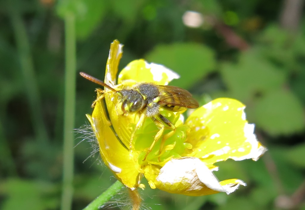 Apidae - Nomada succinta? ...quasi:  Nomada goodeniana , maschio