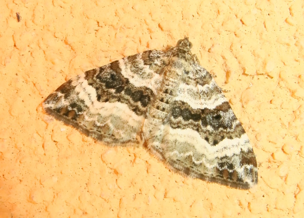 Geometridae - Epirrhoe rivata? No, Epirrhoe alternata