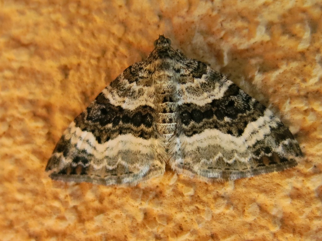 Geometridae - Epirrhoe rivata? No, Epirrhoe alternata