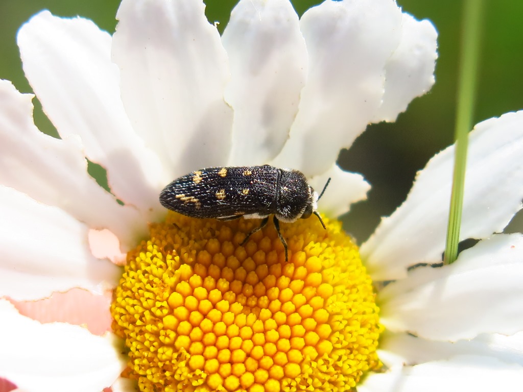 Buprestidae - Acmaeoderella flavofasciata? S.