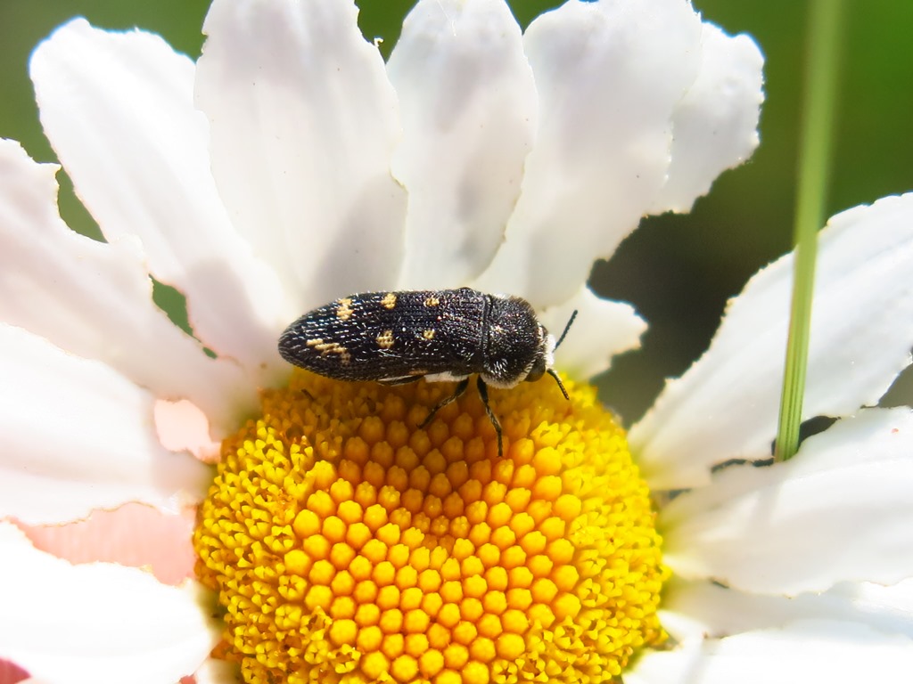 Buprestidae - Acmaeoderella flavofasciata? S.