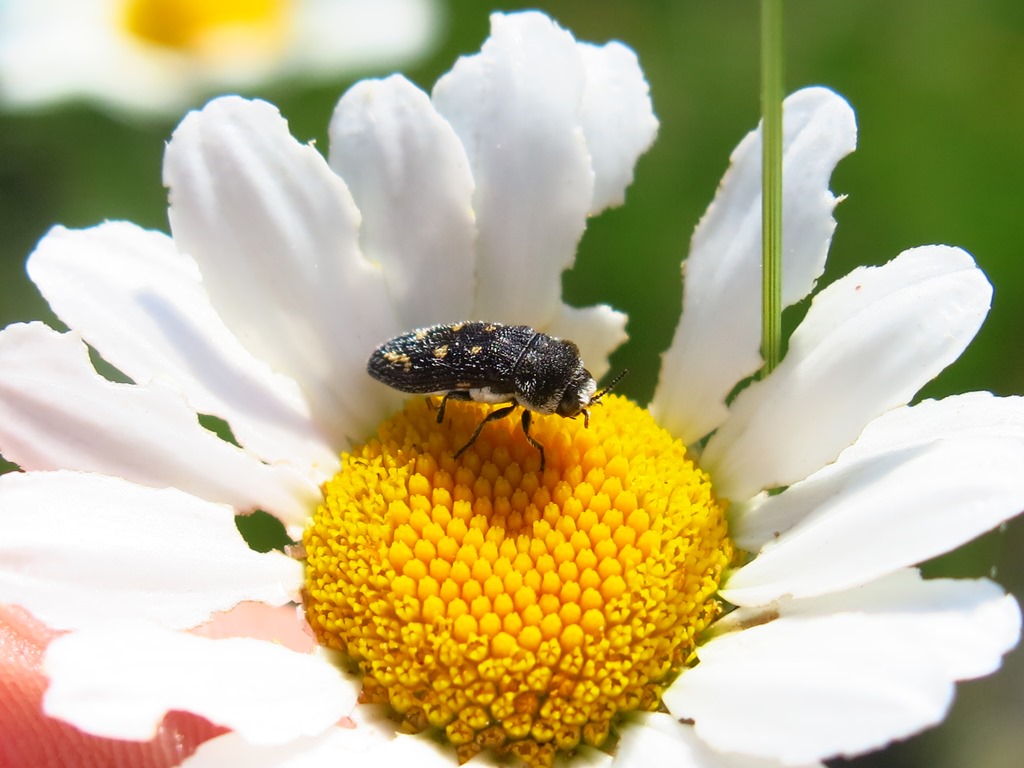 Buprestidae - Acmaeoderella flavofasciata? S.