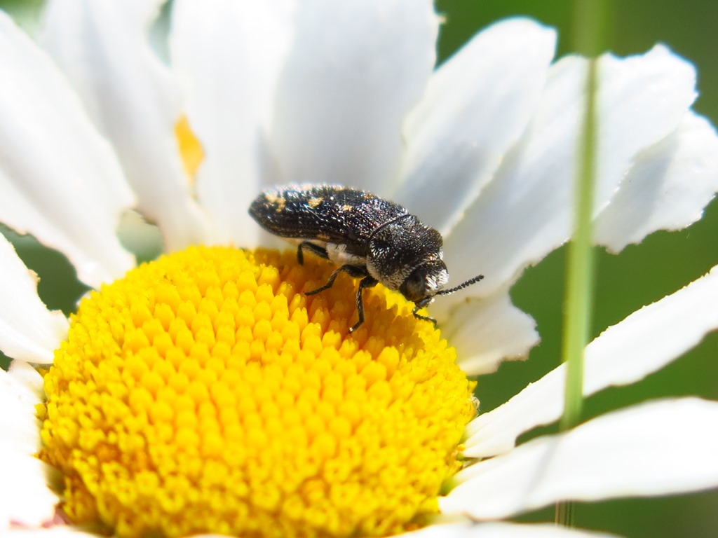 Buprestidae - Acmaeoderella flavofasciata? S.