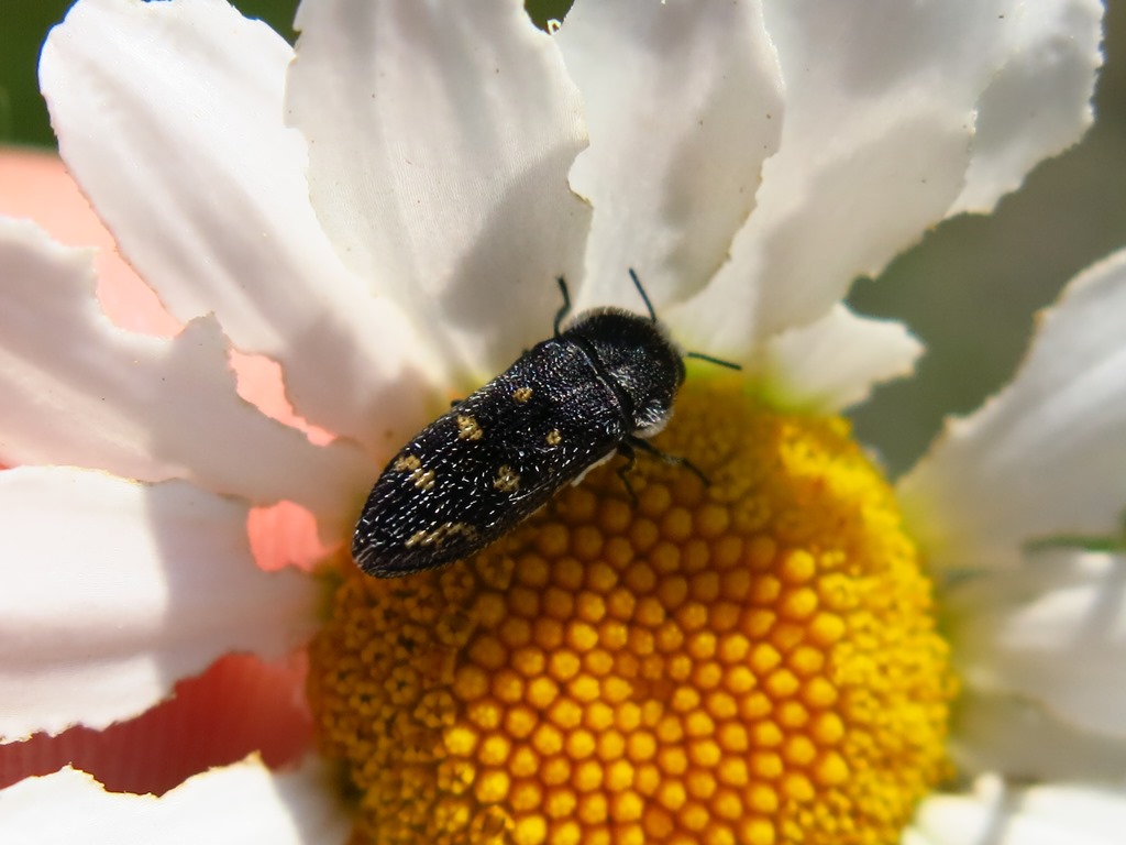 Buprestidae - Acmaeoderella flavofasciata? S.