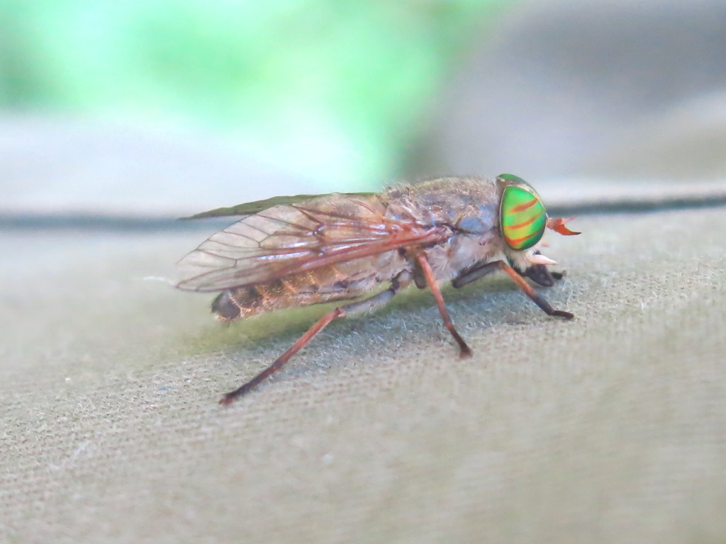 Tabanidae - Tabanus tergestinus? Si, femmina