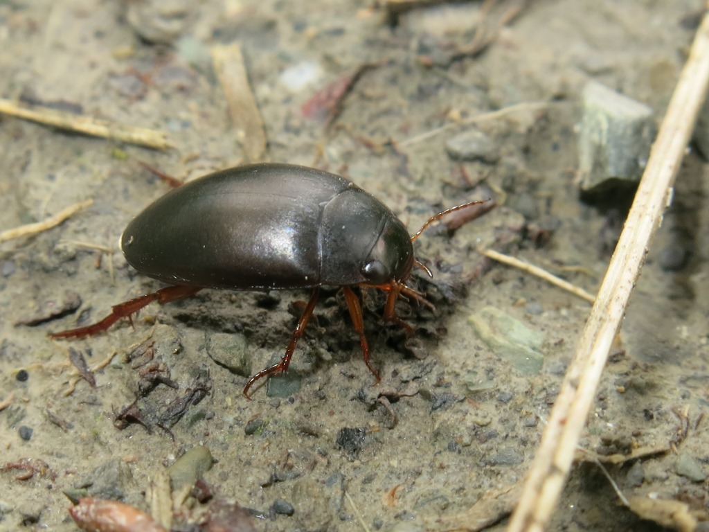 Dytiscidae: Ilybius sp.