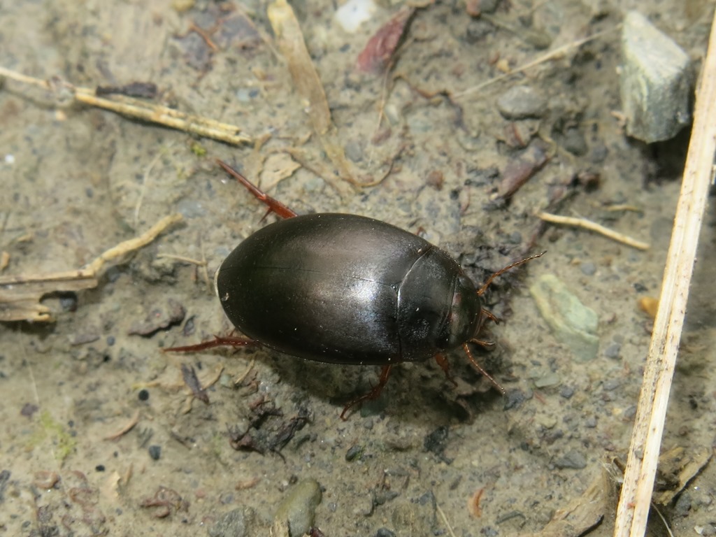 Dytiscidae: Ilybius sp.
