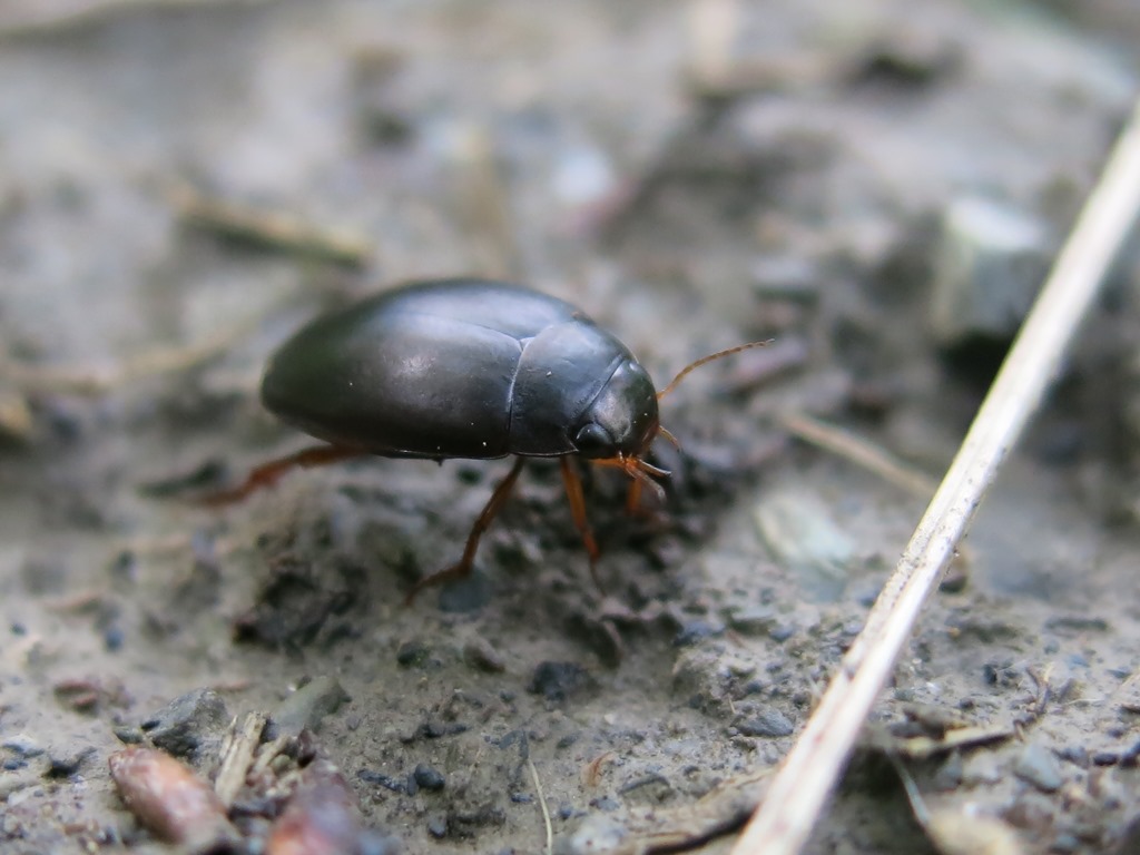 Dytiscidae: Ilybius sp.