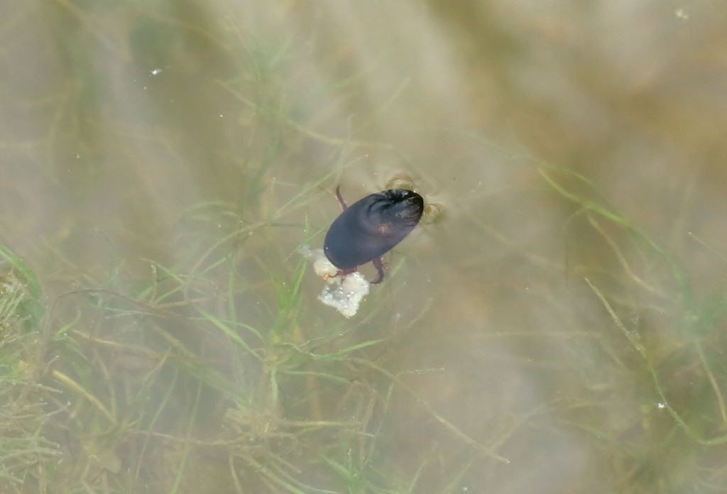 Dytiscidae: Ilybius sp.