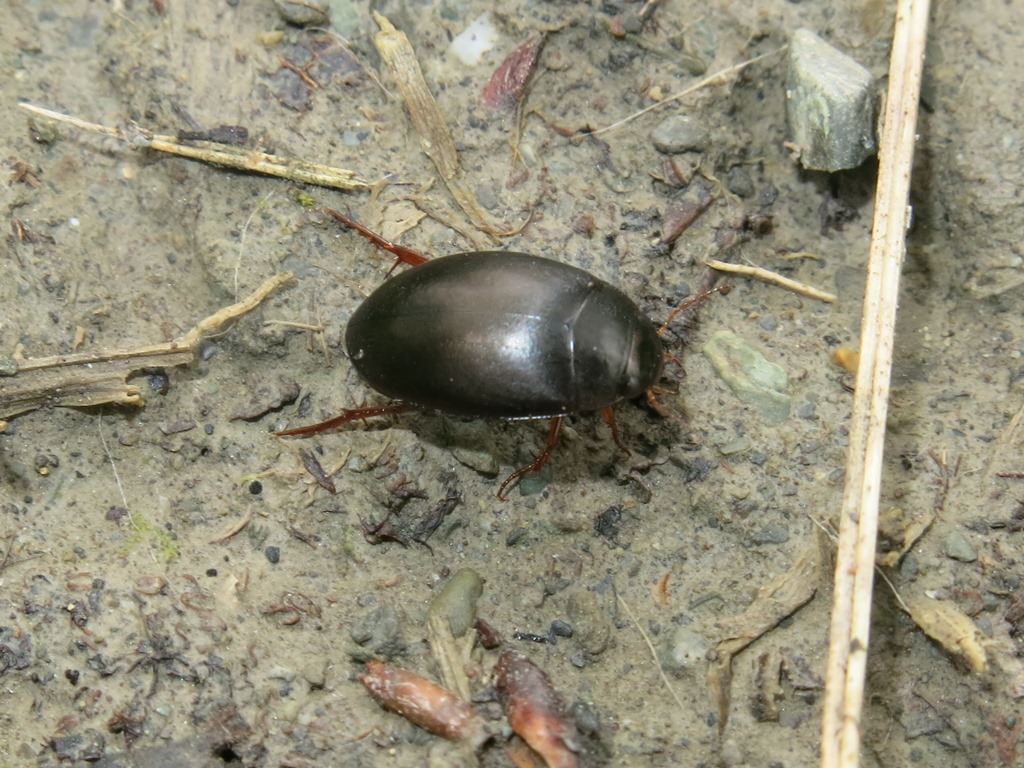 Dytiscidae: Ilybius sp.