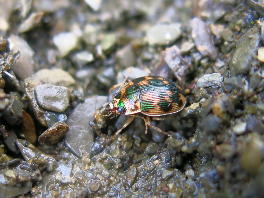 Carabidae - Omophron limbatum? S !