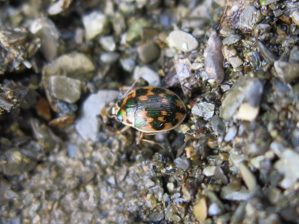 Carabidae - Omophron limbatum? S !