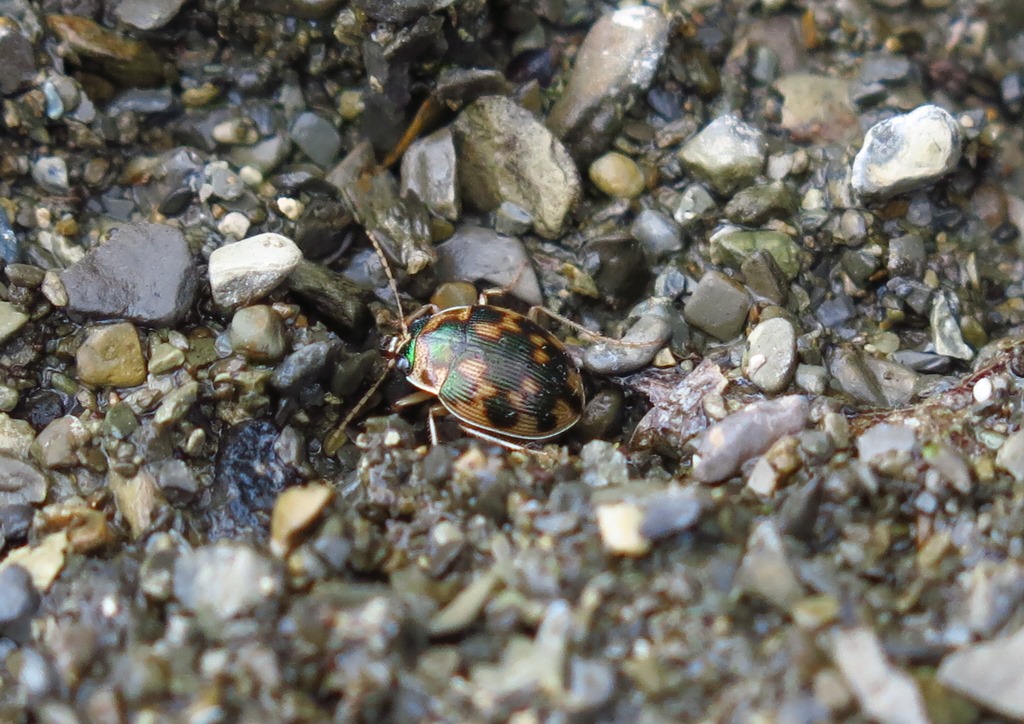 Carabidae - Omophron limbatum? S !