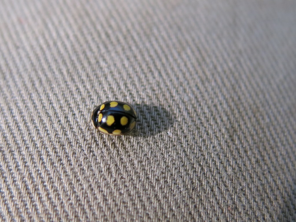 Coccinellidae - Oenopia lyncea? S.