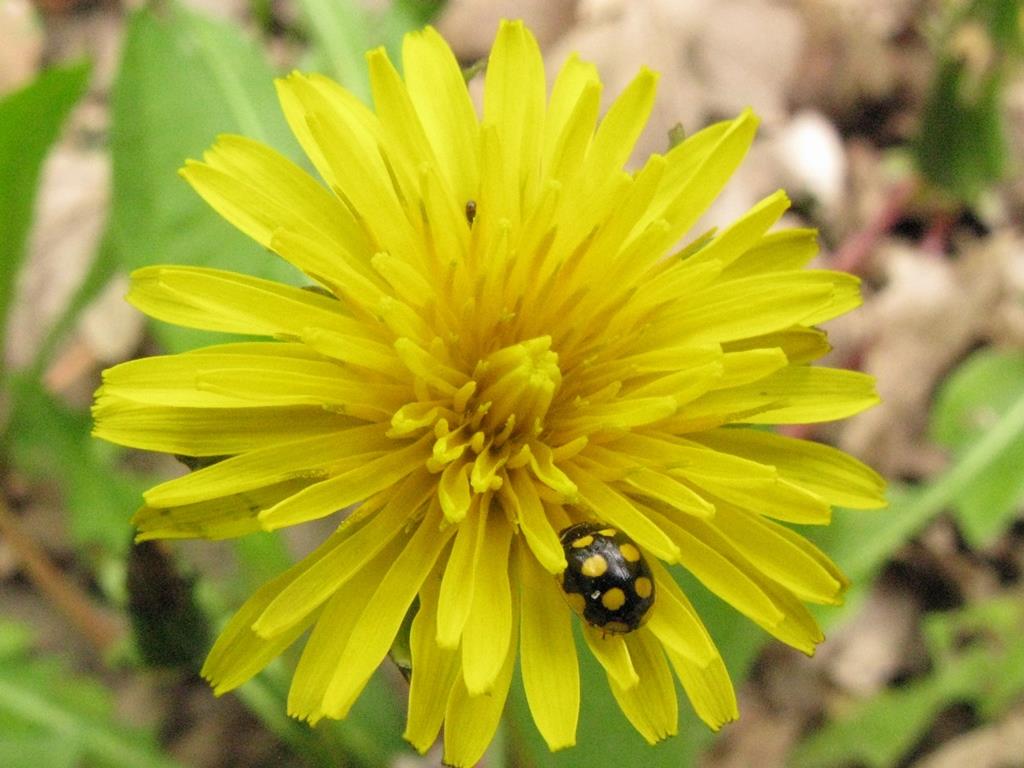 Coccinellidae - Oenopia lyncea? S.