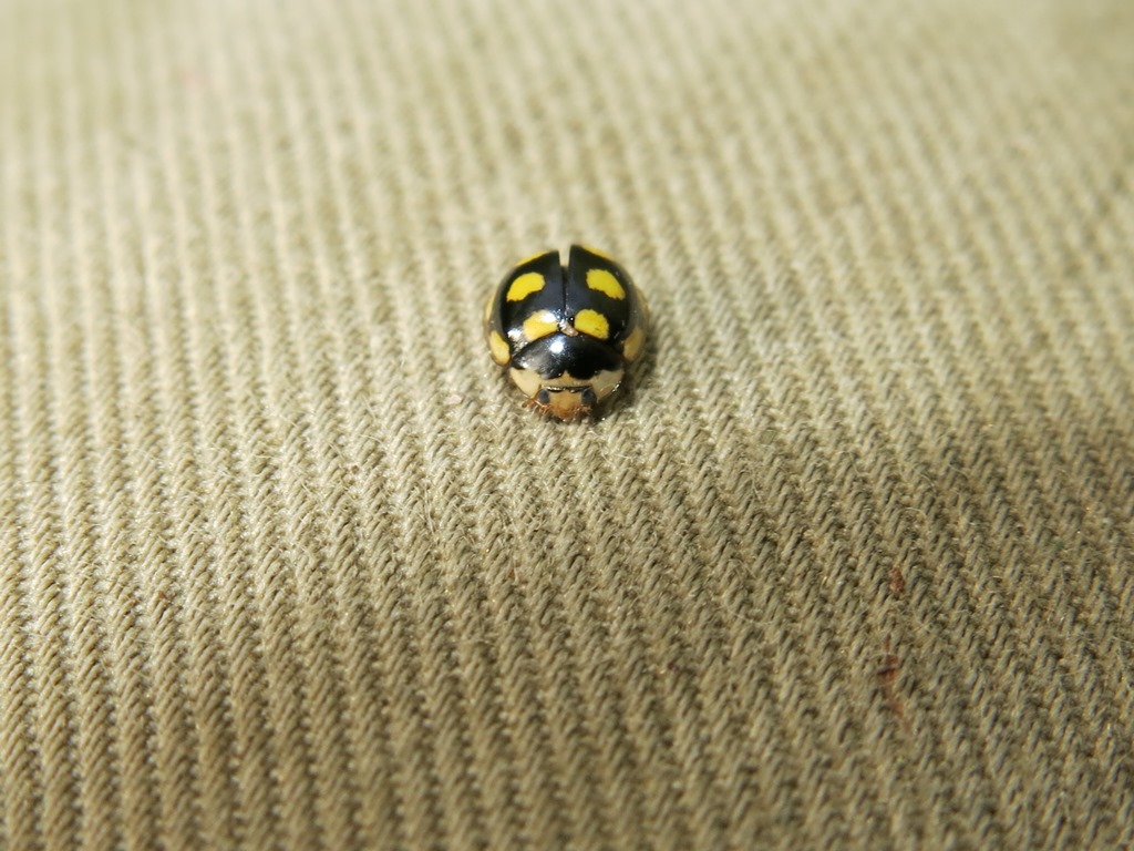 Coccinellidae - Oenopia lyncea? S.