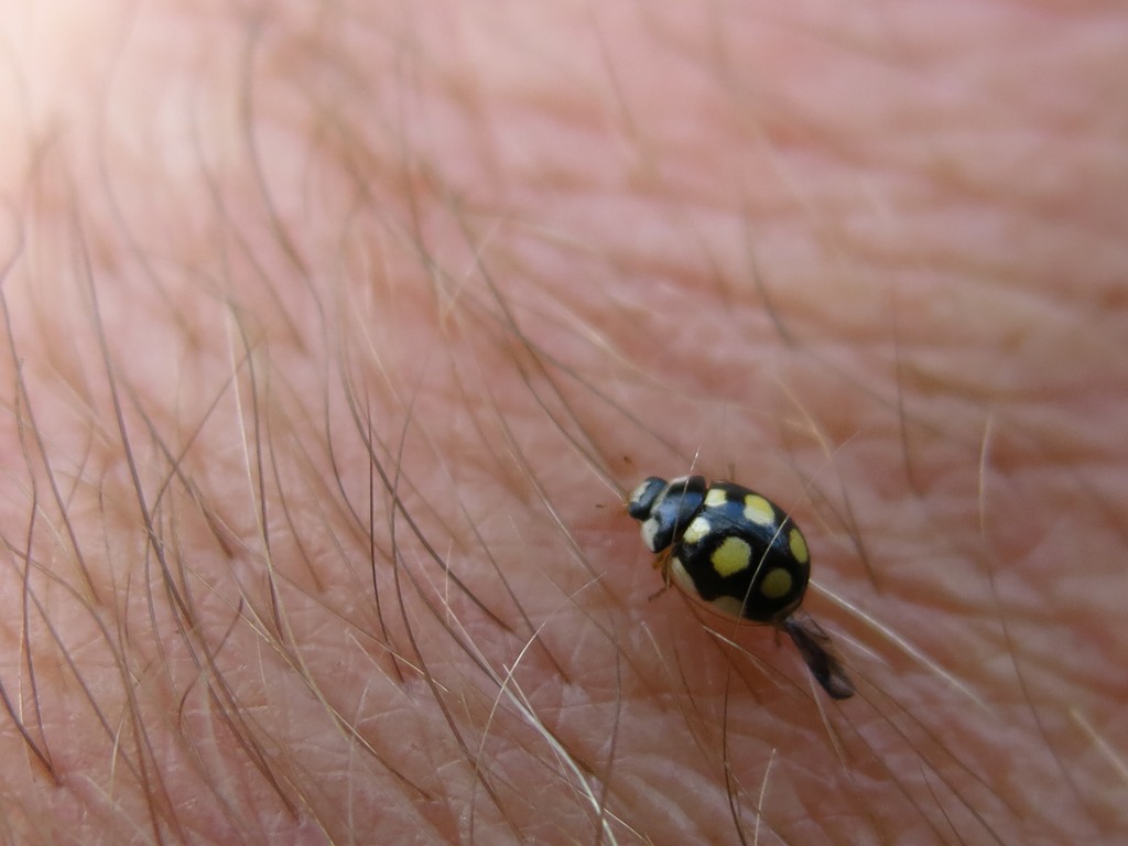 Coccinellidae - Oenopia lyncea? S.