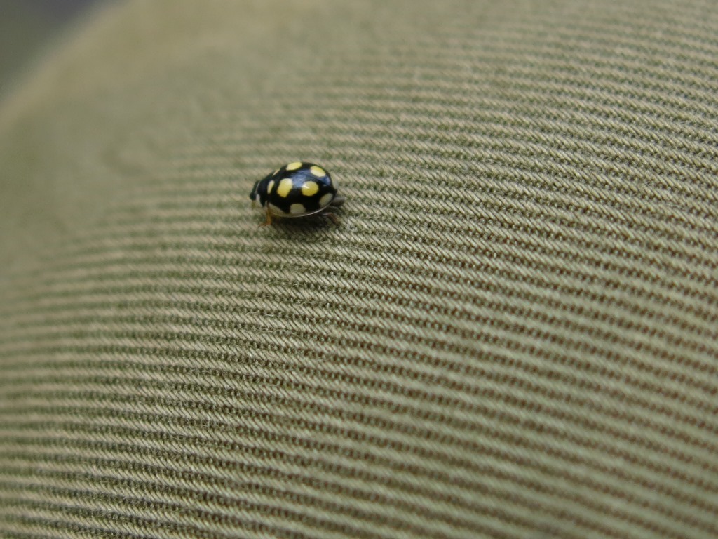 Coccinellidae - Oenopia lyncea? S.