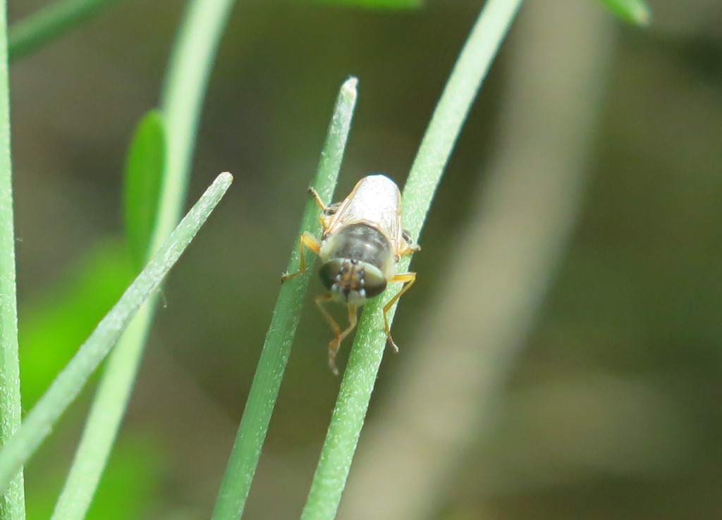 Stratiomydae: Odontomya sp.