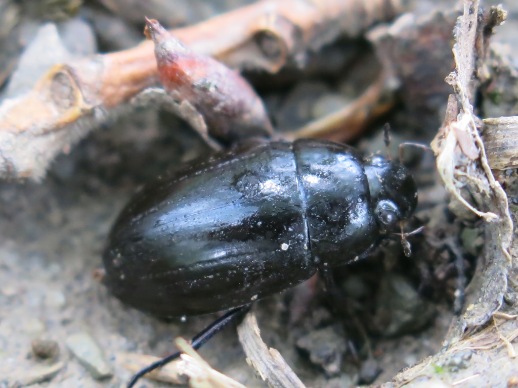 Coleottero da determinare: Hydrochara caraboides (Hydrophilidae)