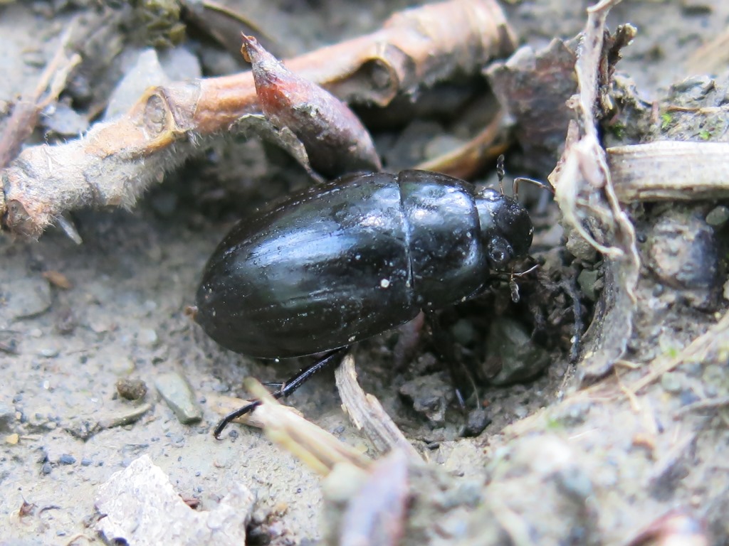 Coleottero da determinare: Hydrochara caraboides (Hydrophilidae)