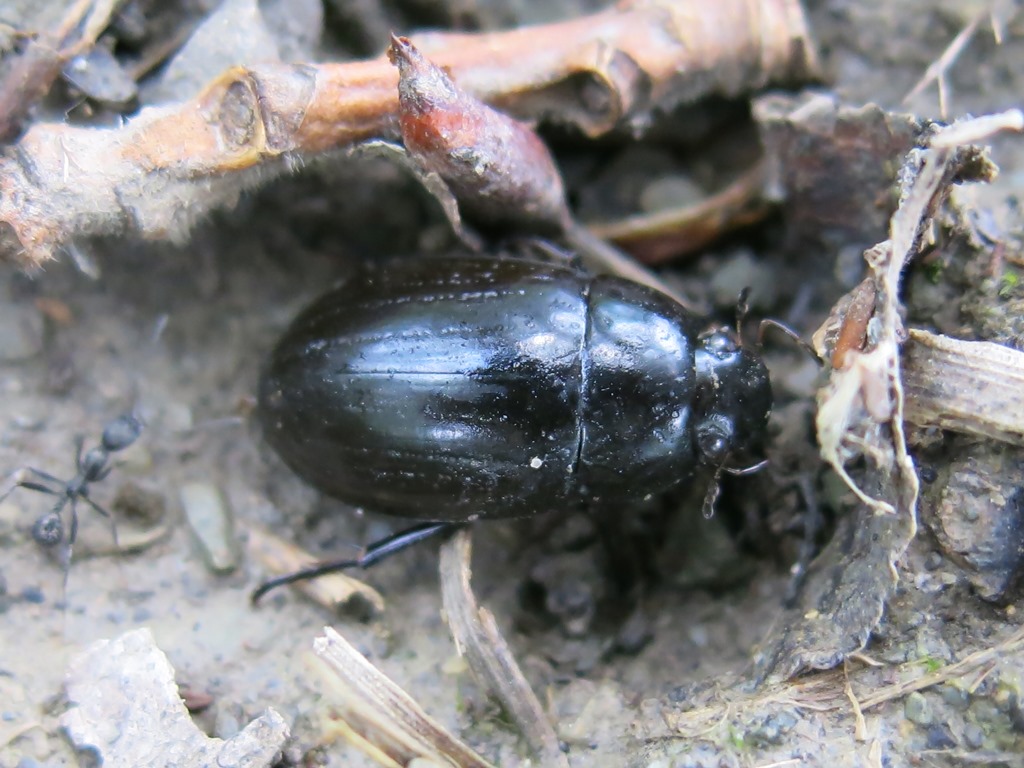 Coleottero da determinare: Hydrochara caraboides (Hydrophilidae)