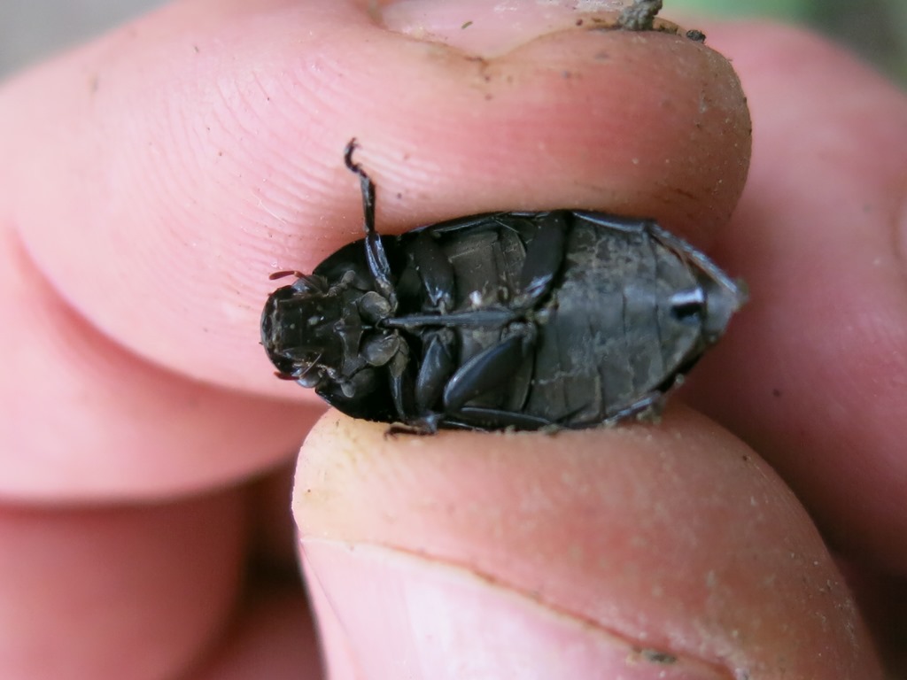 Coleottero da determinare: Hydrochara caraboides (Hydrophilidae)