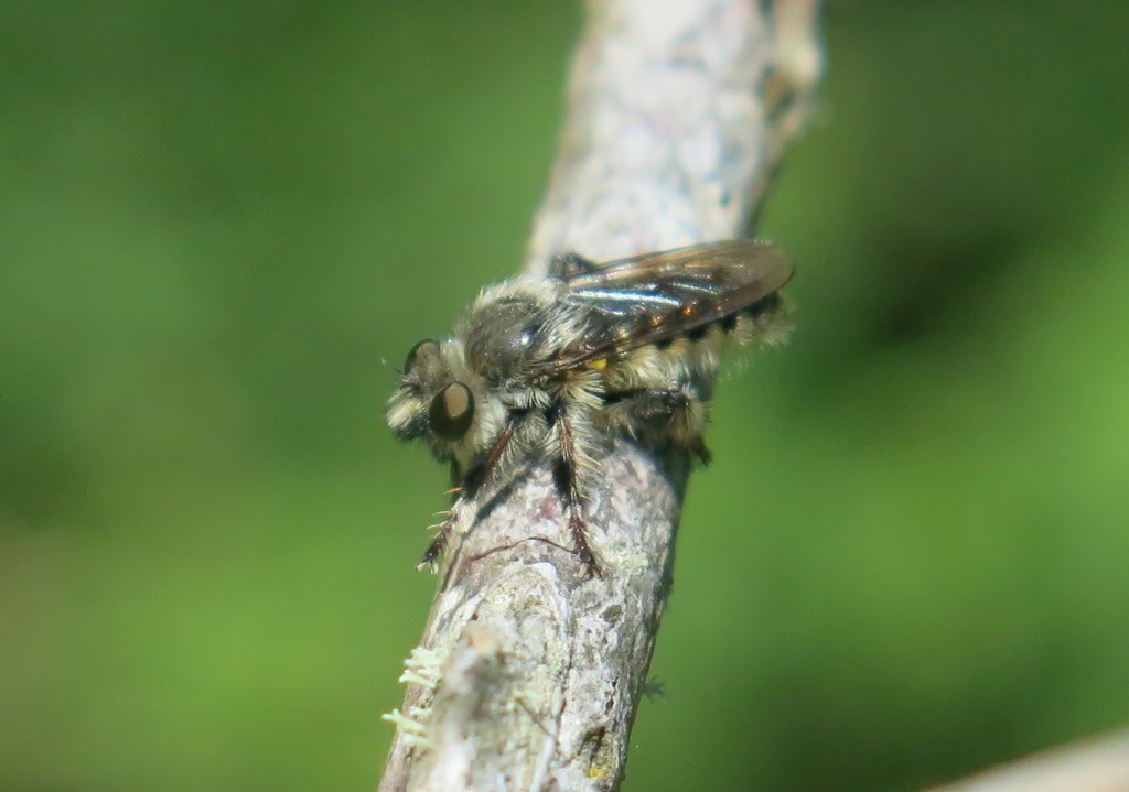 Asilidae da id.