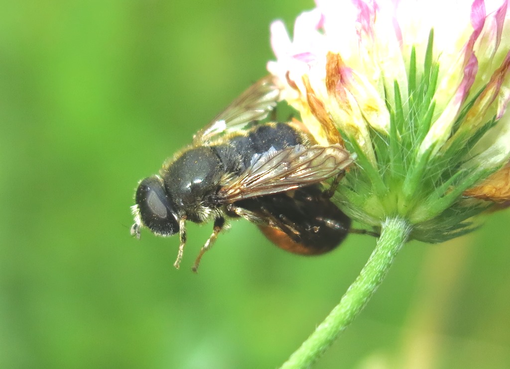 Syrphidae: Merodon sp.