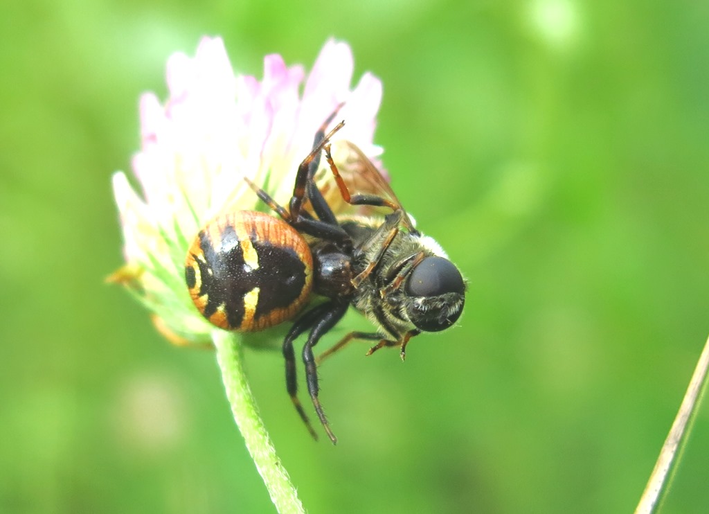 Syrphidae: Merodon sp.