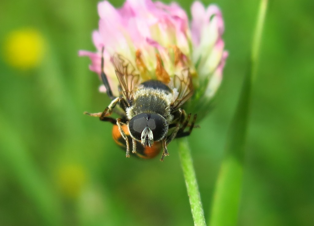 Syrphidae: Merodon sp.