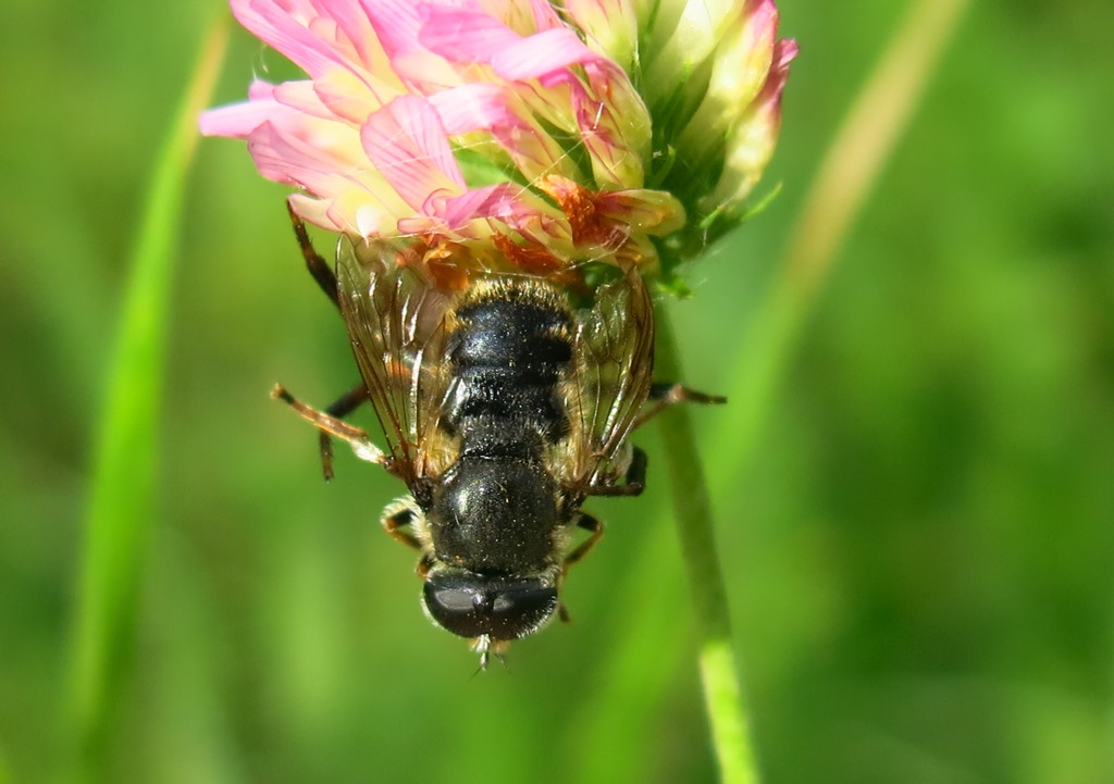 Syrphidae: Merodon sp.