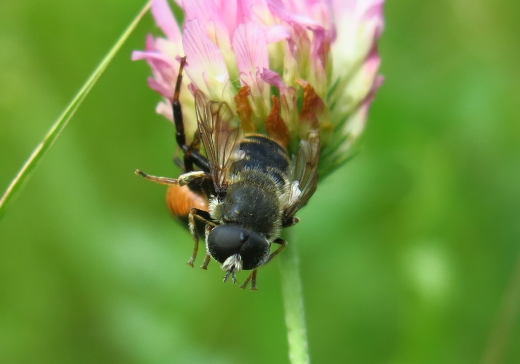 Syrphidae: Merodon sp.