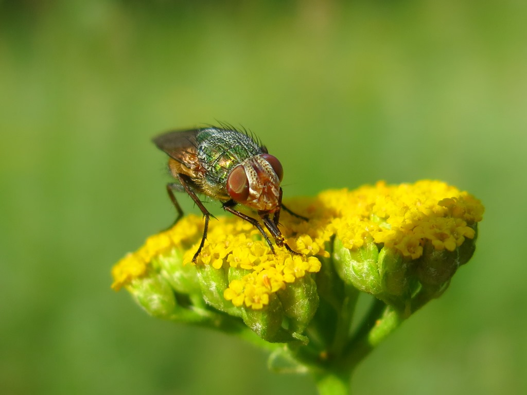 Rhyncomya sp. (Calliphoridae)