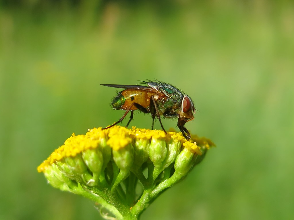 Rhyncomya sp. (Calliphoridae)