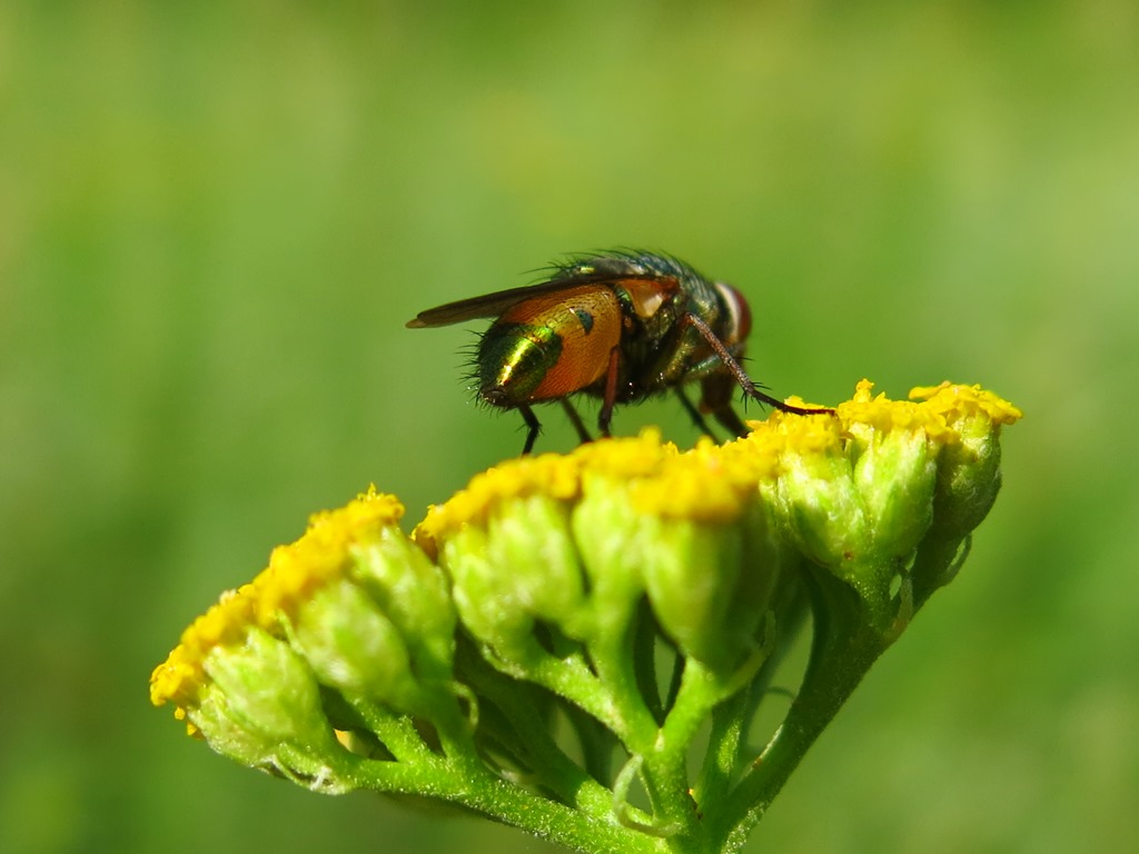 Rhyncomya sp. (Calliphoridae)