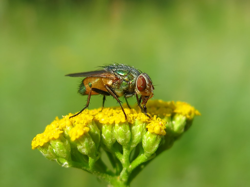 Rhyncomya sp. (Calliphoridae)