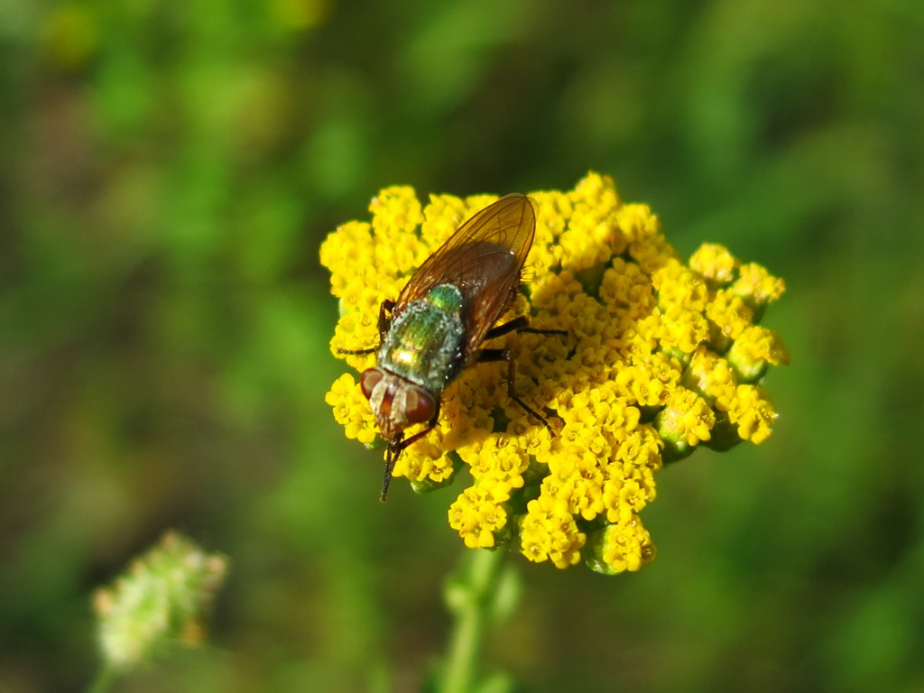 Rhyncomya sp. (Calliphoridae)