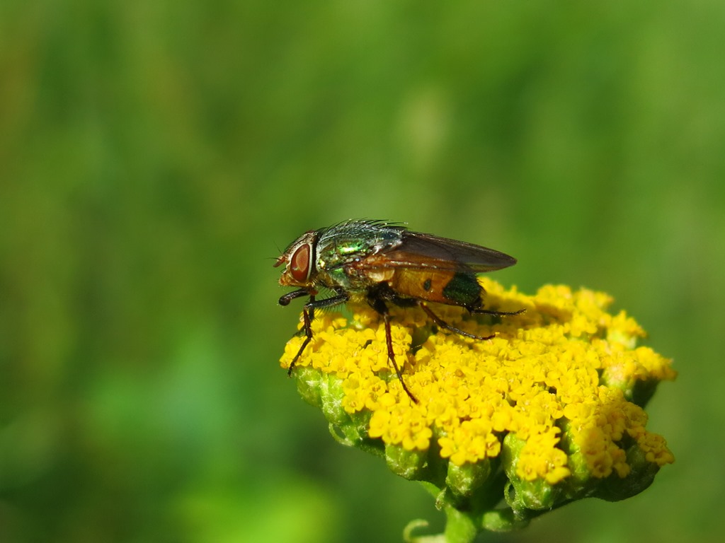 Rhyncomya sp. (Calliphoridae)