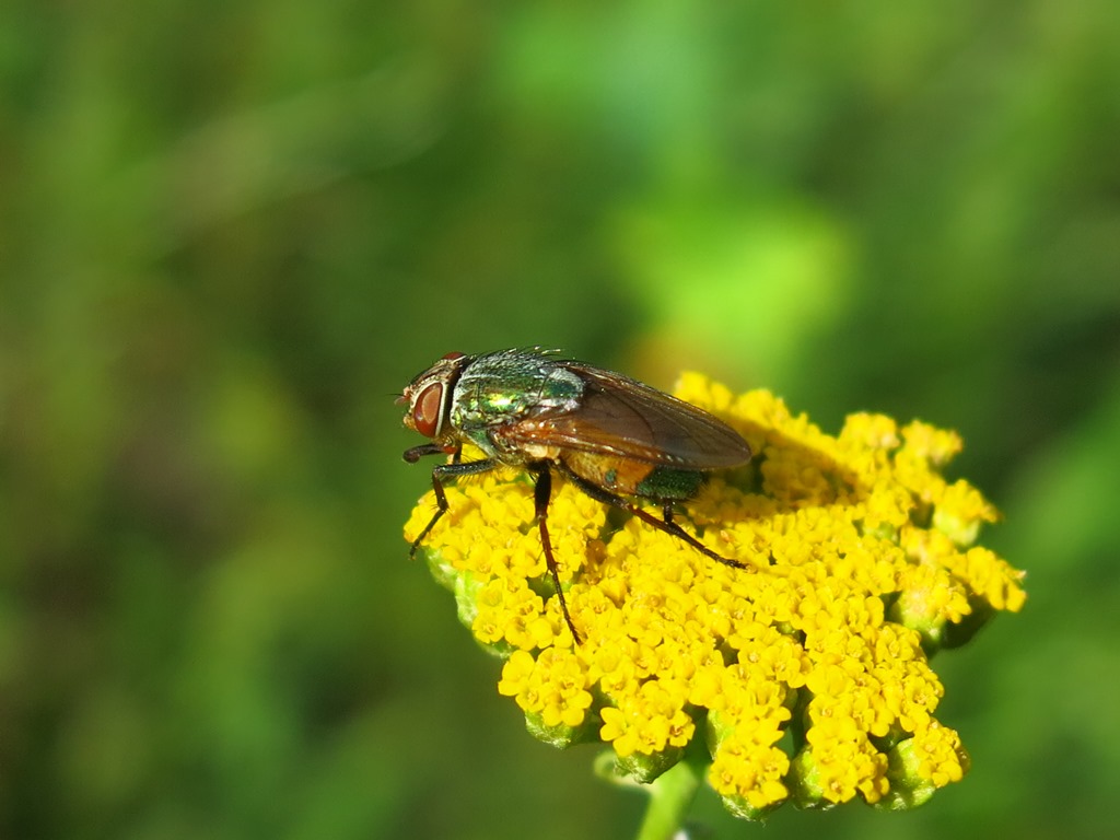 Rhyncomya sp. (Calliphoridae)