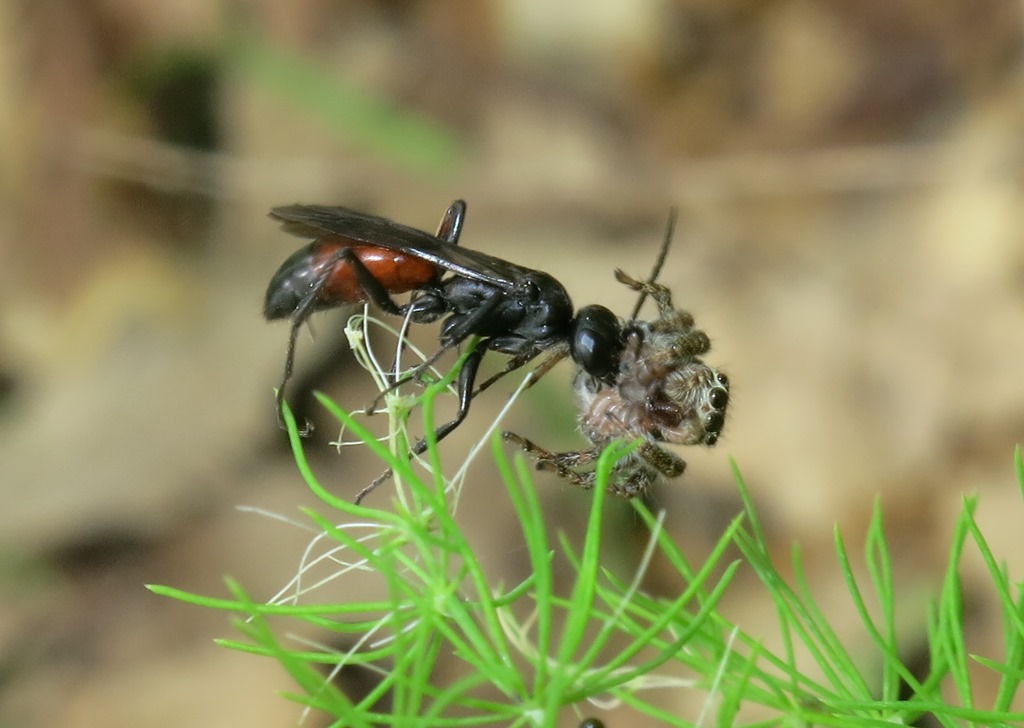 Pompilidae? S....cfr. Priocnemis sp. da confermare