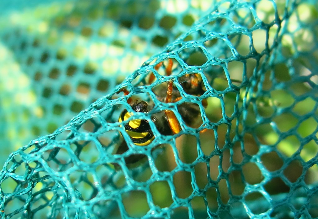 Rhodanthidium septemdentatum, maschio (Apidae Megachilinae)