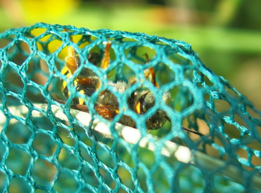 Rhodanthidium septemdentatum, maschio (Apidae Megachilinae)